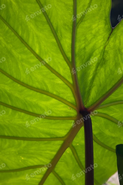 Preview: Green Leaf Patterns In The Sunshine