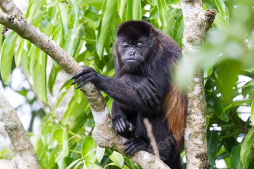Preview: Howler Monkey Up A Tree In Guanacaste Costa Rica