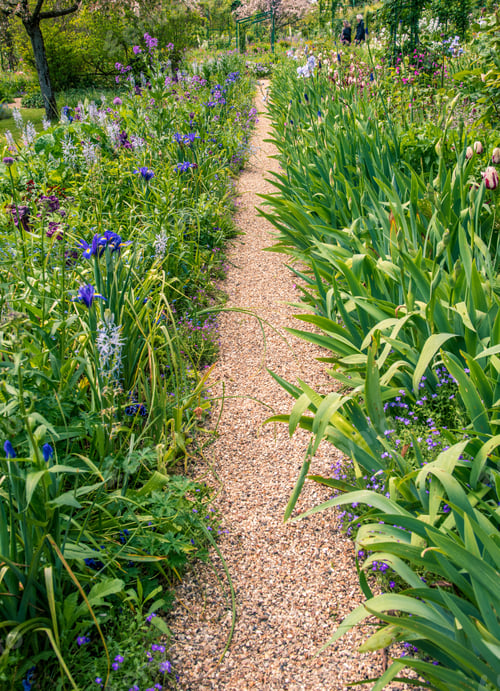 Preview: Path In The Garden Among Blooming Irises And Tulips