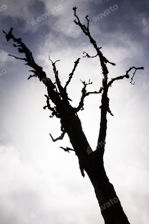 Preview: Trees