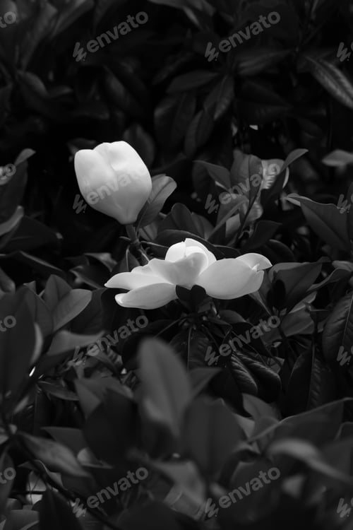 Preview: Magnolia Blossom In Black And White