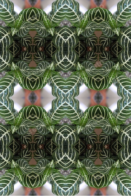 Preview: A Zebra Plant Abstract With Lush White Striped Leaves 0314