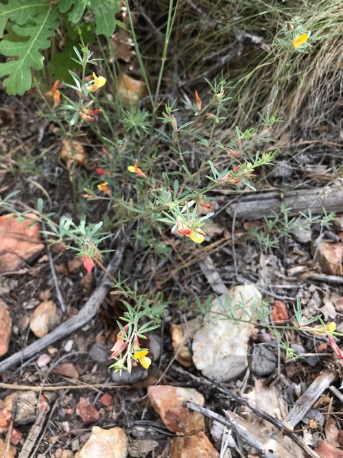 Preview: A Clump Of Desert Rock Pea Flowers 4696
