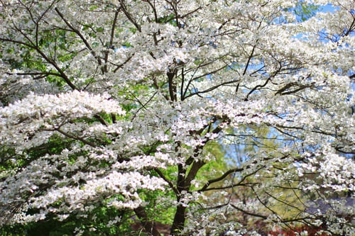 Preview: Dogwood Blossoms - Colors In Nature Background - Tree Wonders