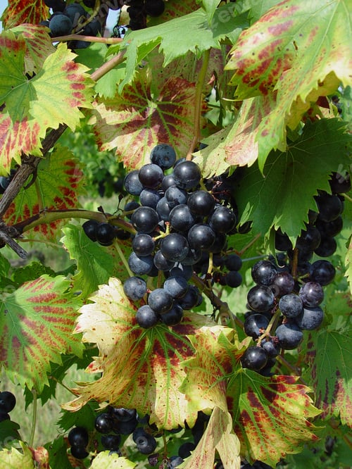 Preview: Purple Grapes Growing On A Vine