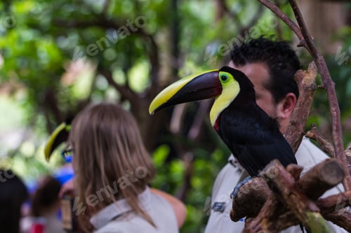 Preview: Alajuela, Costa Rica - May 02: Toucan In A Private Wildlife Refuge And Learning Center Open To The