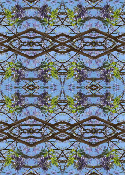 Preview: A Jacaranda Mimosifolia Tree With Pale Blue Indigo Flowers 9555