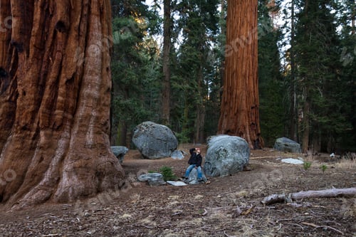 Preview: Man Sitting On A Rock Looking Up At A Giant Sequoia Tree