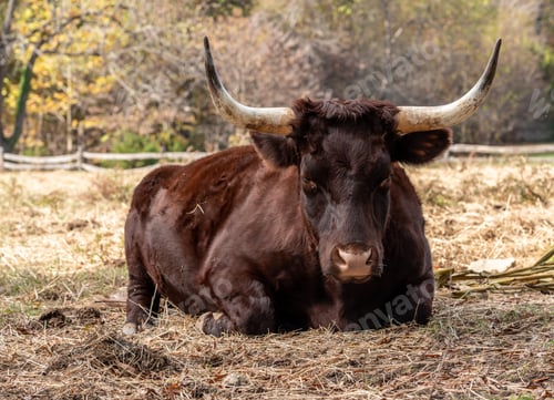 Preview: Close Up Of Red Devon Or Ruby Red Cow Lying Down In Field And Staring Towards The Viewer