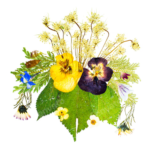 Preview: Beautiful Artistic Arrangement Of Pressed Dried Flowers Isolated Against A White Background