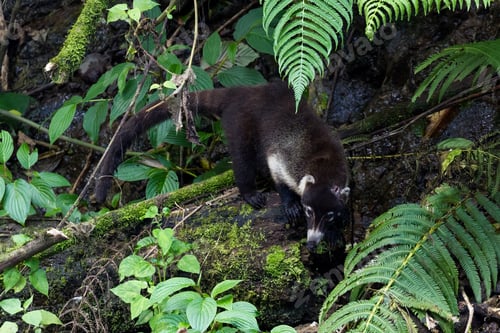 Preview: White Nosed Coati With A Wound In His Head Near La Paz Waterfall In Costa Rica. The Would Has Been
