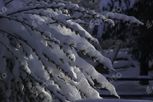 Preview: Winter Trees Covered By A Load Of Snow
