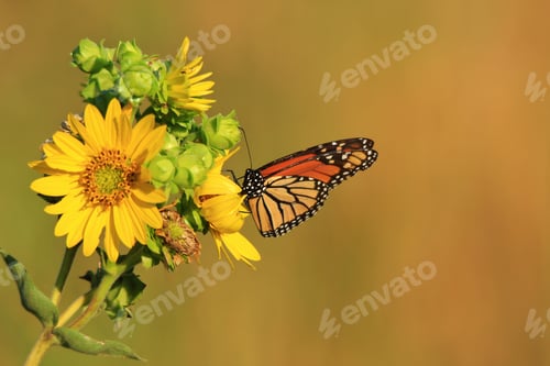 Preview: A Monarch Butterfly Visits Various Wild Flowers, Sucking Up Precious Nectar And Sweet Juices From