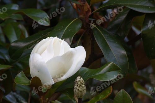 Preview: Magnolia Blossom Open On The Tree