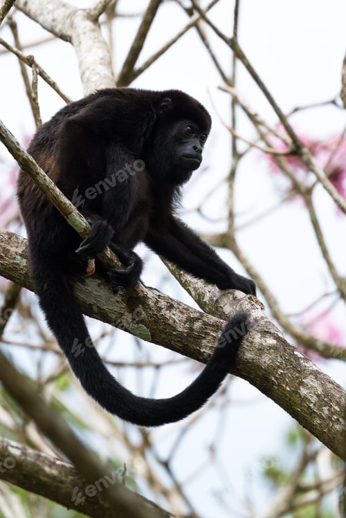 Preview: Close Up Of A Howler Monkey On A Tree In The Rainforest Of Costa Rica