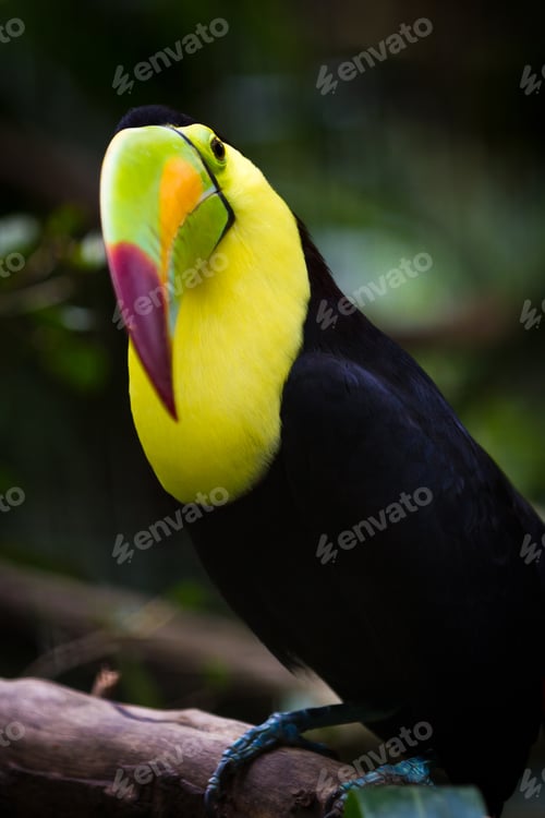 Preview: Closeup Of A Keel Billed Toucan In The Rainforest Of Belize