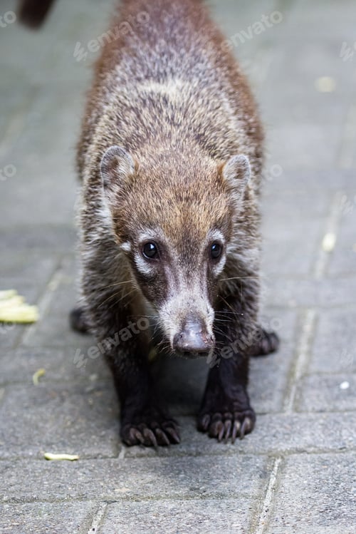 Preview: Close Up Of A White Nosed Coati Walking On Pavers Near Nacascolo Beach In Costa Rica