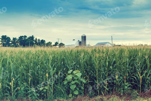 Preview: Corn Field
