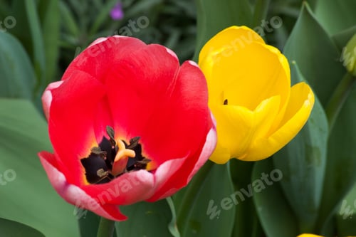 Preview: Close Up Of Tulip Blooms In The Sunlight