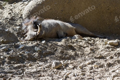 Preview: Captive Warthog Sleeping On The Desert Ground In A Zoo In Southern California