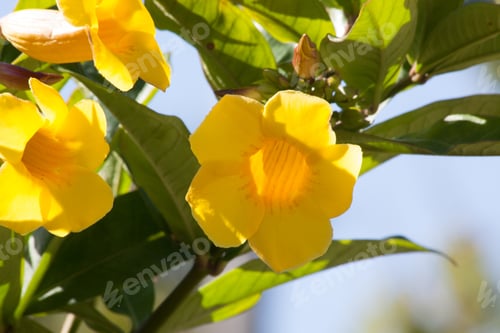 Preview: Yellow Flowers In The Sunshine