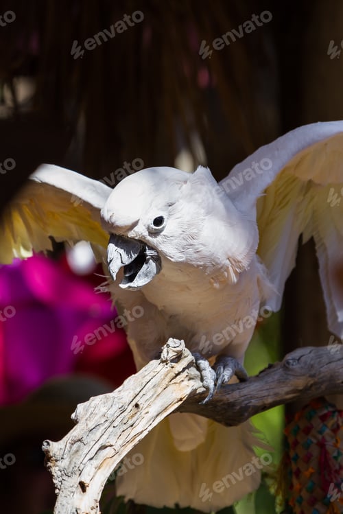 Preview: White Cockatoo Perched On A Branch Enjoying The Sun At The Aviary