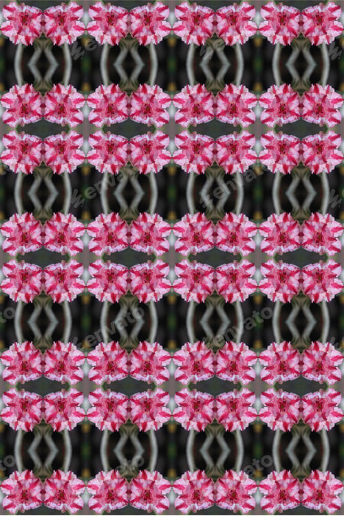 Preview: A Closeup Of An Adenium Plant With Double Bloom Pink And White Flowers 0181