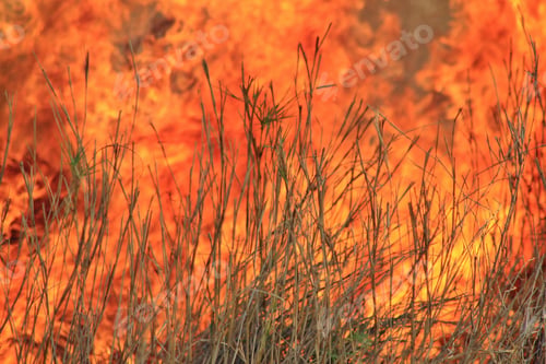 Preview: Flame And Fire Background - Colors Of Burning Heat - Iconic Tool Of Man'S Survival