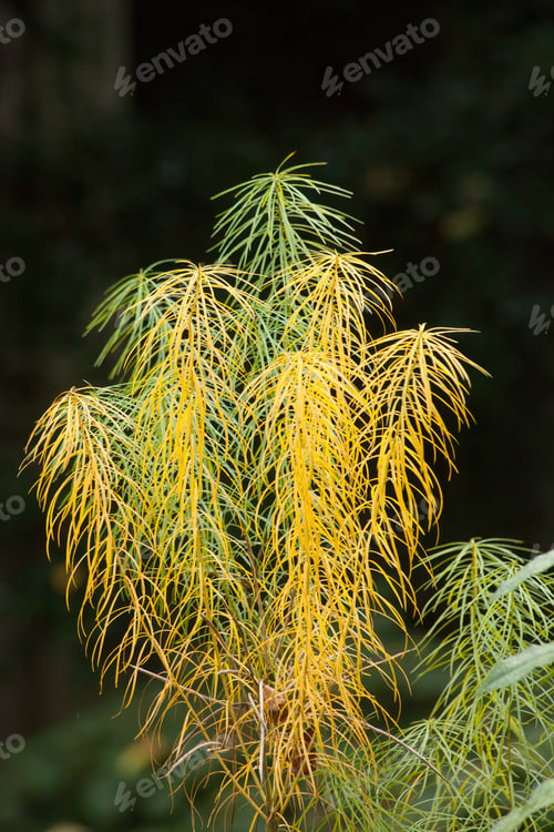 Preview: Yellow Flower Outdoors In A Garden