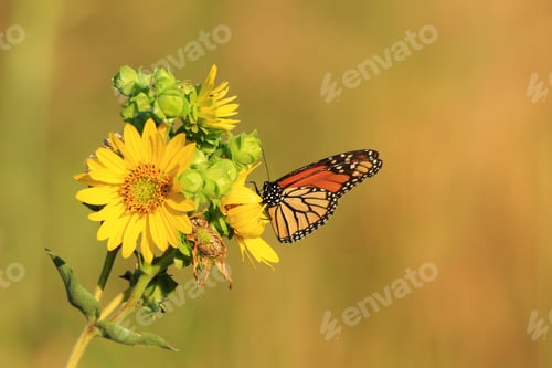 Preview: A Monarch Butterfly Visits Various Wild Flowers, Sucking Up Precious Nectar And Sweet Juices From