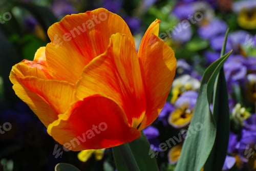 Preview: Blooming Orange And Red Tulip Flower Blossom In A Garden.