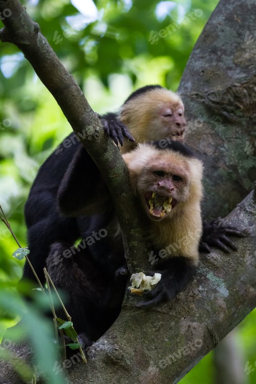 Preview: Close Up Of A White Faced Monkey In The Trees Near The Beach In Playa Nacascolo, Costa Rica