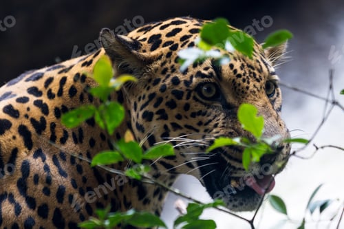 Preview: Close Up Of A Jaguar In A Wildlife Refuge In Costa Rica