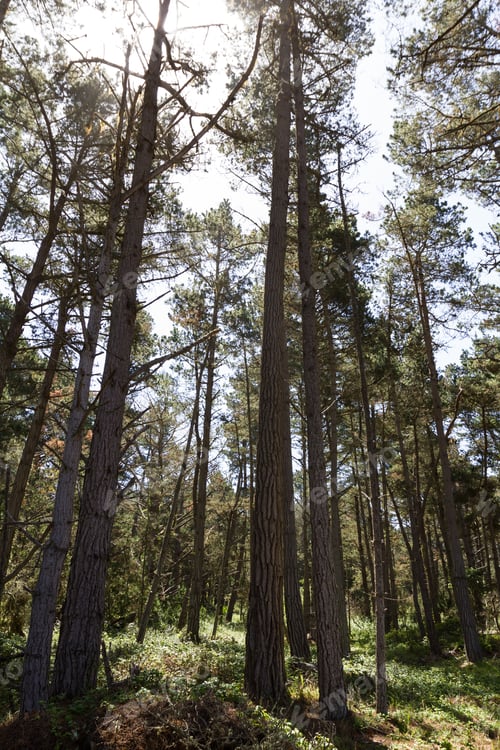 Preview: Coastal Trees In California, Healthy And With A Mysterious Look