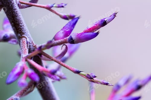 Preview: Close Up Of A Blooming Plant With A A Soft Texture In The Rain Forest Of Costa Rica