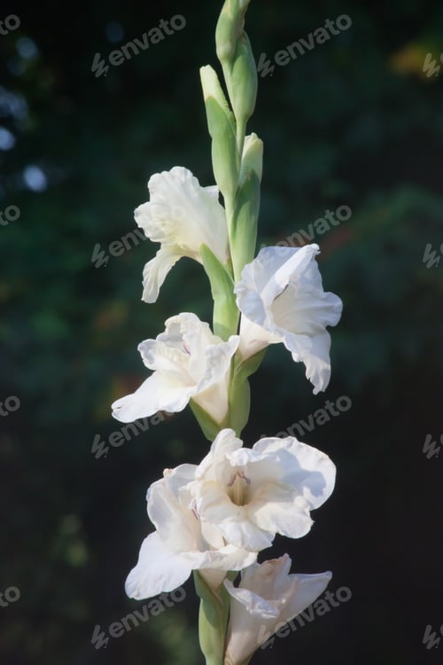 Preview: White Gladiolus In The Sunshine