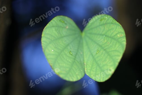 Preview: A Small Green Orchid Tree Leaf With Rain Drops 8206