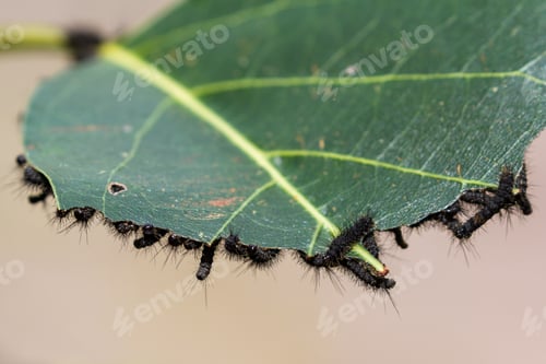 Preview: Close Up Of A Cluster Of Small Black Caterpillars On A Tropical, Plant