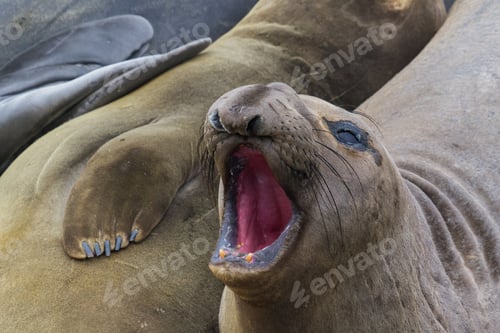 Preview: Close Up Of A Northern Elephant Seal On The California Coast