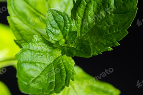 Preview: Fresh Organic Mint Close Up With Low Light And Great Detail Of The Leaf