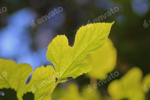 Preview: Colors In Nature - Leaf Background - Textures Of Life