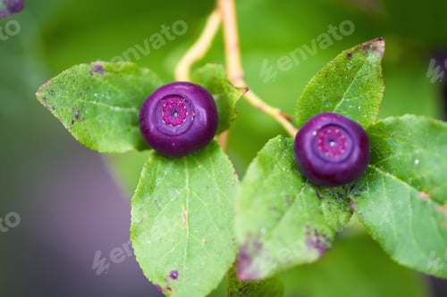 Preview: Fresh Huckleberries In The Southern Oregon Cascades On The Plants Using A Macro Lens For Close Up