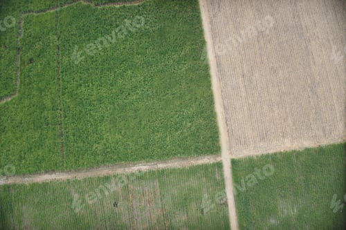 Preview: Aerial View Of Farm. Sugar Cane Agriculture.