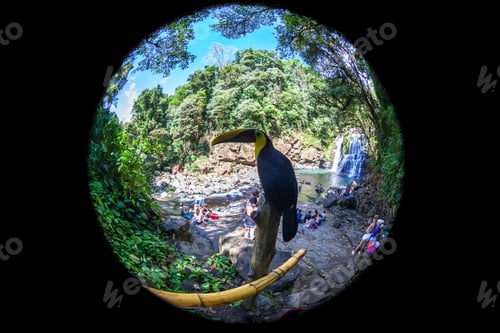 Preview: Nauyaca, Costa Rica - January 28: Friendly Toucan Hanging Out With Tourists By Nauyaca Waterfalls