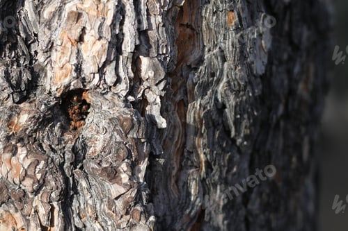 Preview: A Closeup Of Tree Bark 8976