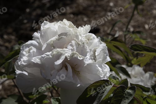 Preview: White Flower With Green Background