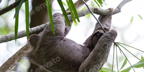 Preview: Three Toed Sloth In The Costa Rican Rainforest Hanging From A Tree Feeding On Leaves