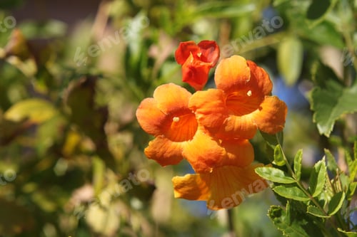 Preview: Clumps Of Orange Trumpet Vine Flowers 6254