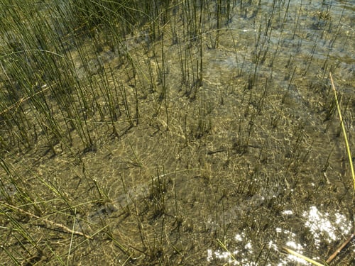 Preview: Texture Of Reeds, Juncus. On A Coast, Margin Of A Lake With Transparent Water. Nobody