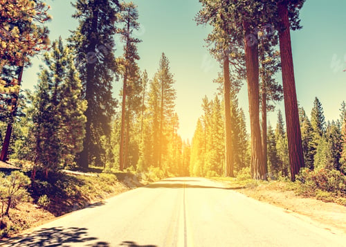 Preview: Sequoias In California